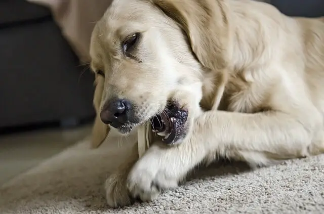 perro masticando