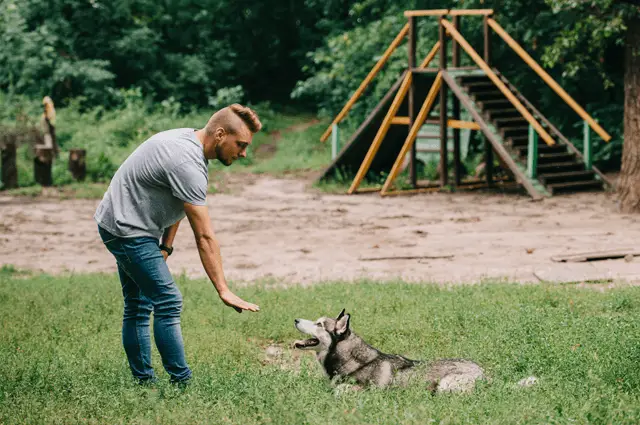 dog command down