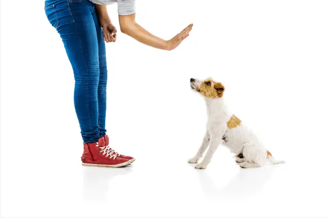 comando de perro sentarse