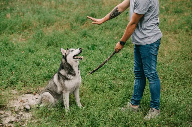 comando de perro quedarse