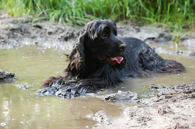 pas se hladi u vodi
