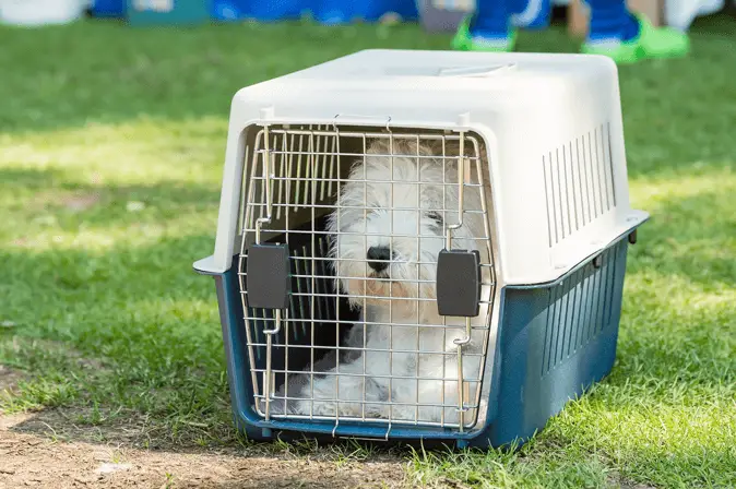 dog crate