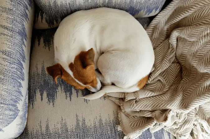 dog curled up