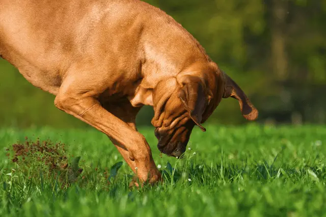 dog digging