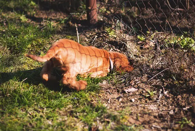 dog digging dirt