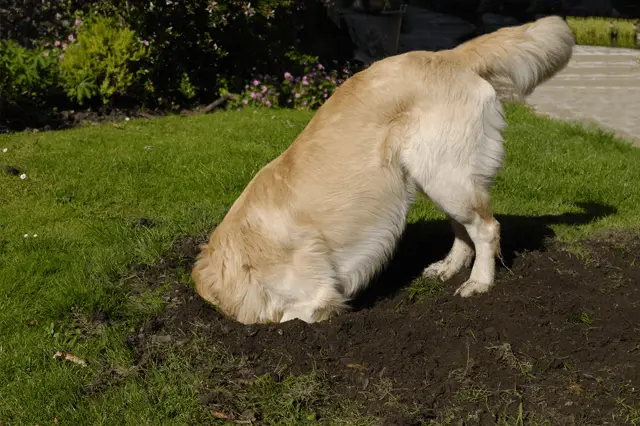 dog digging hole