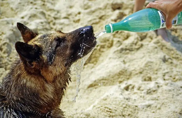 dog drinking from bottle