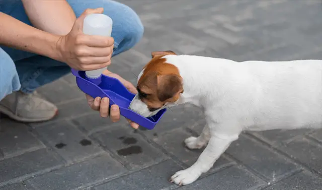 dog drinking water