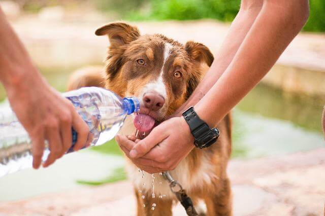 dog drinking water