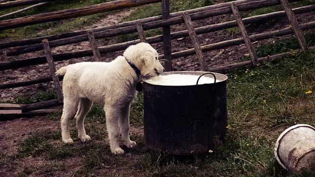 perro bebe leche fresca