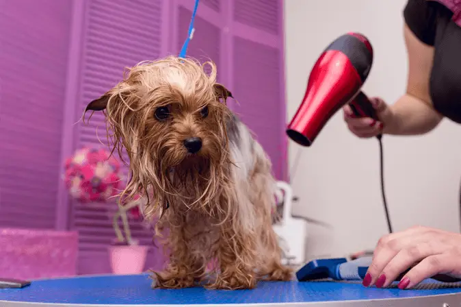 dog drying