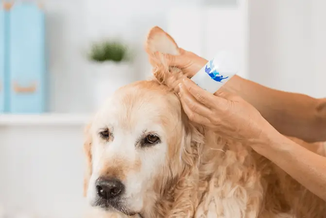 pulizia dell'orecchio del cane