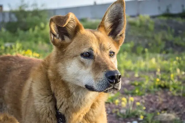 orejas de perro