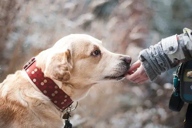 dog eating a treat