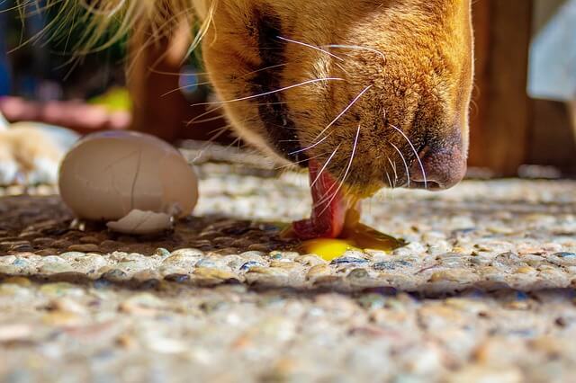 dog eating an egg