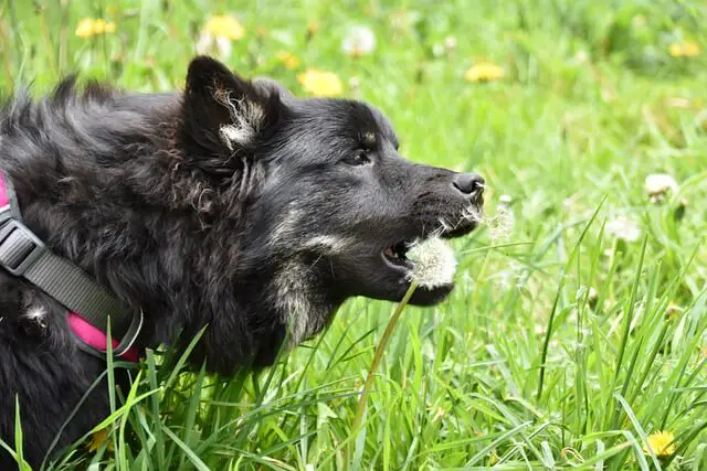 dog eating dandelion