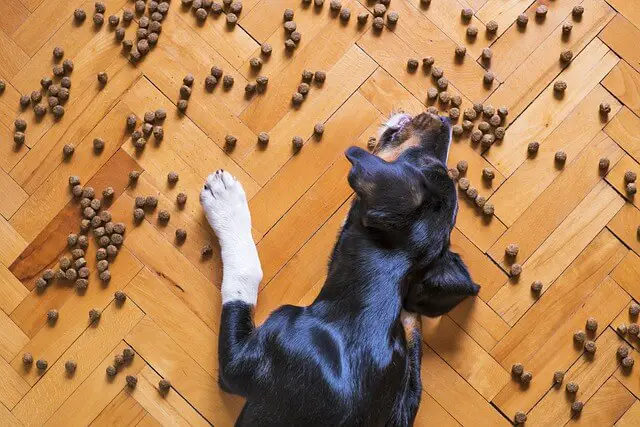 dog eating food from floor