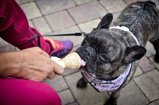 dog eating ice cream