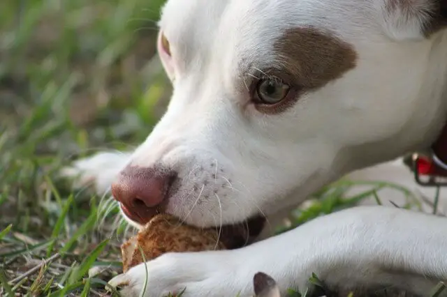 dog eating something