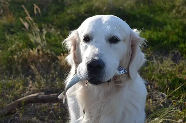 dog eats fish