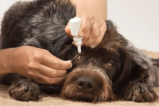 conjuntivitis de ojo de perro