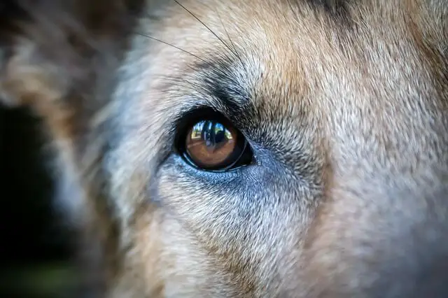 dog eye