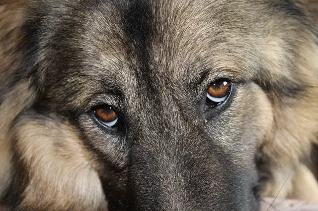 dog-eyes