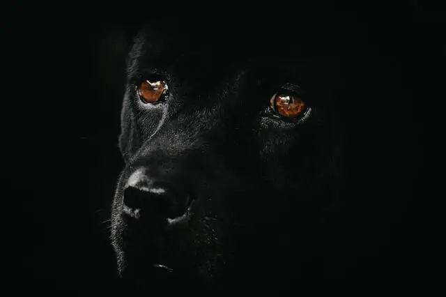 dog eyes in dark