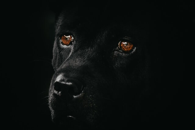 dog eyes in dark