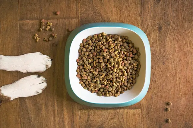 dog food and paws