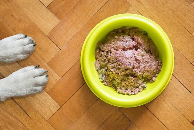 dog food bowl