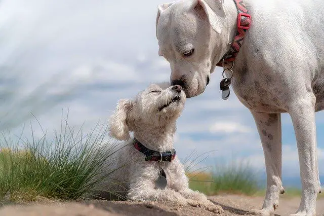 dog friends