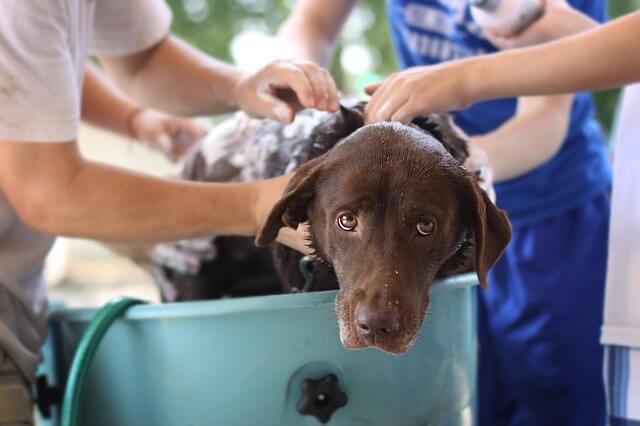 cane che fa il bagno