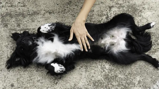 dog getting belly rubs