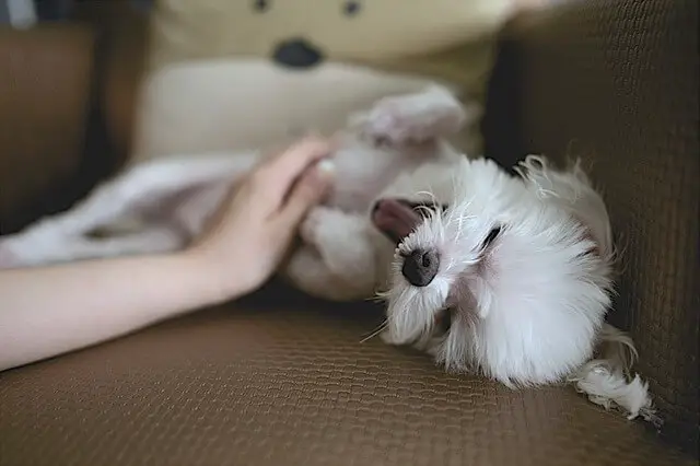 dog getting belly rubs