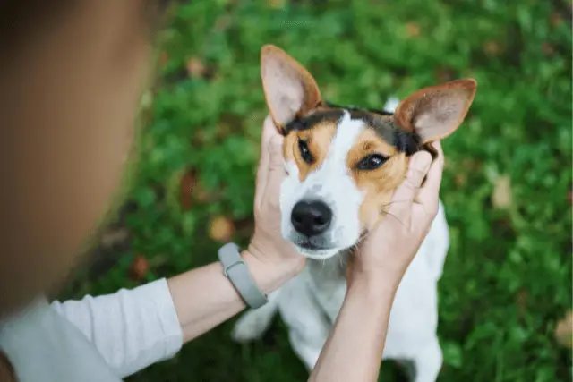 dog getting petted behind the ears