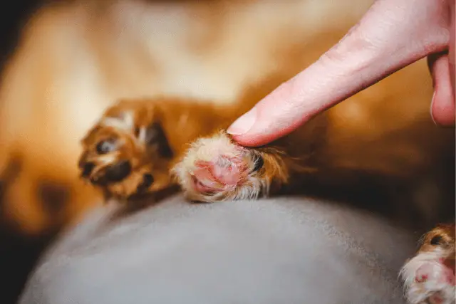dog getting petted on paws