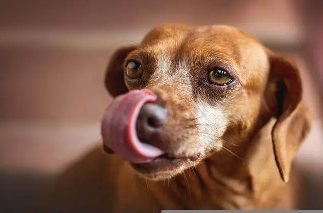 dog licking air