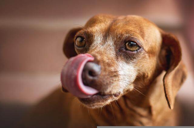 dog licking air