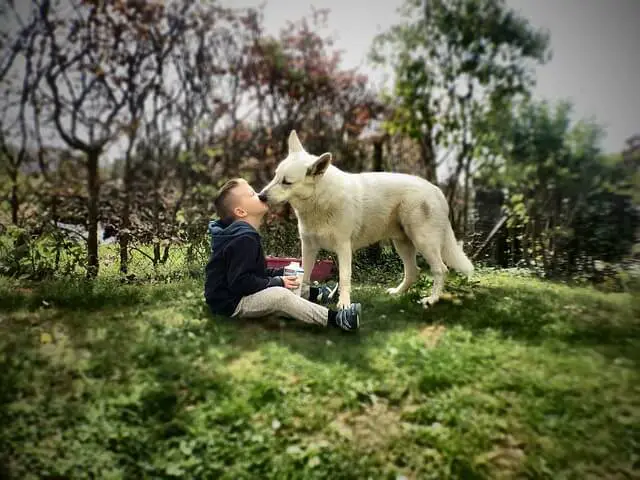 perro dando un beso