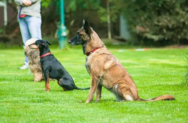 entrenamiento en grupo de perros