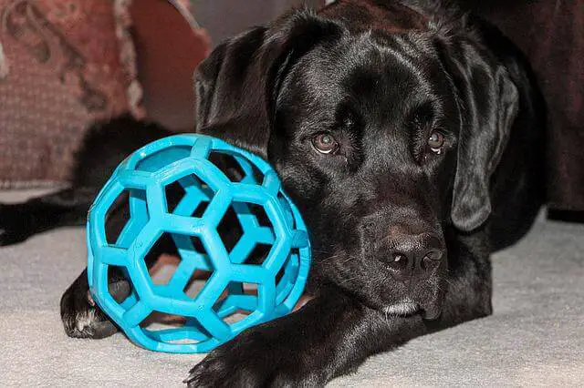 dog guarding toy