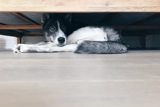 dog hiding under bed