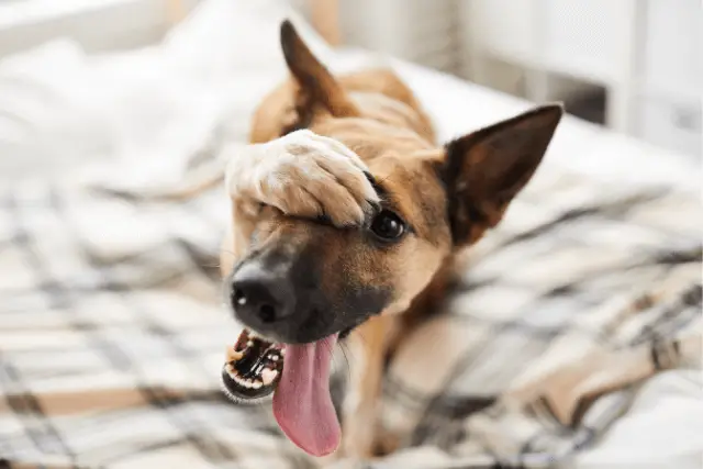 dog hiding under bed