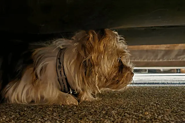 dog hiding under bed