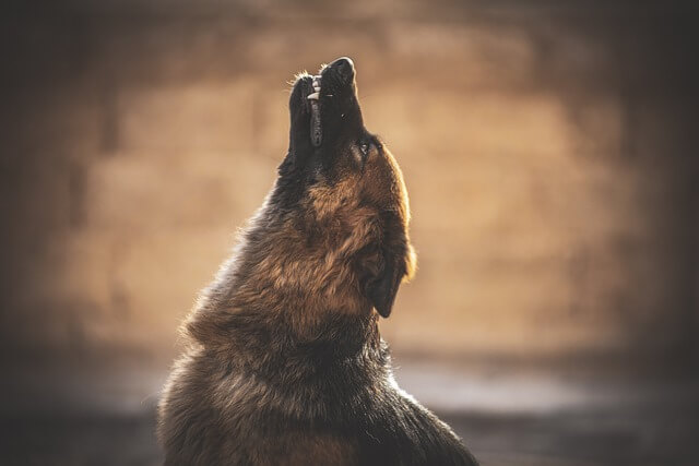 dog howling