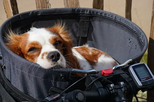 dog in a bike basket