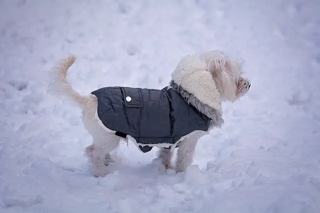 dog in a coat