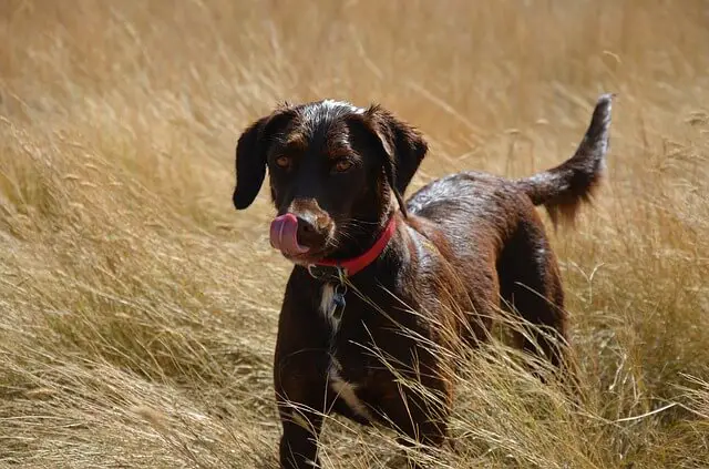 dog in a field