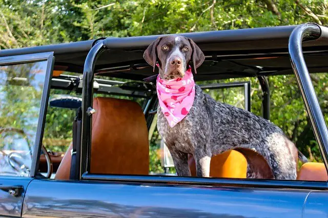 dog in a jeep